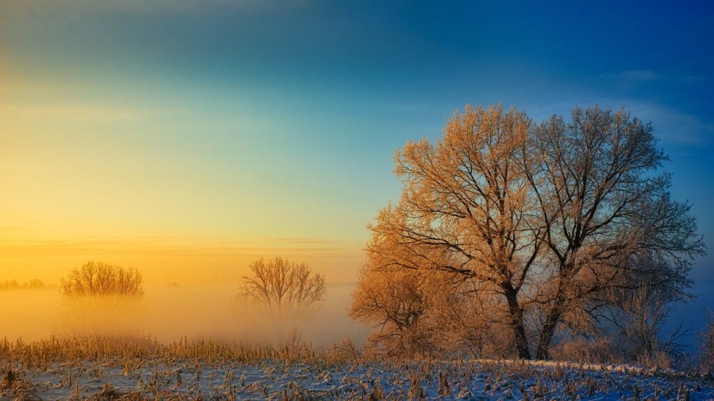 winter, tree, snow-8341875.jpg
